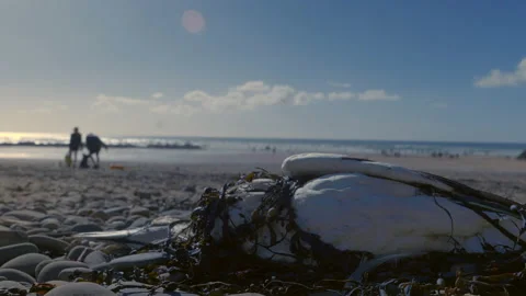 Dead gannet on a beach Vídeos de archivo 219200713