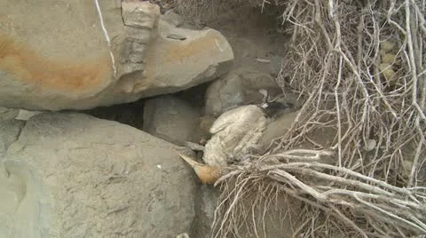 Dead gannet seabird Stock Footage 22330125