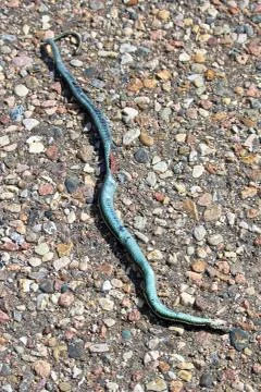 A dead garter snake on the road Stock Photos