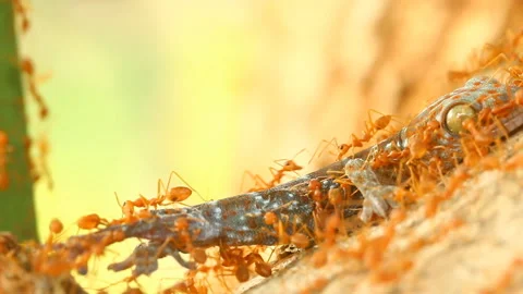 Dead gecko  and ants on tree , out door Chiangmai Thailand Stock Footage 152133290