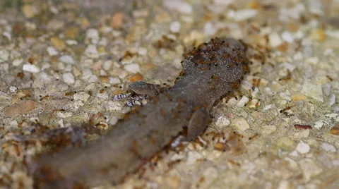 Dead gecko Stock Footage 56149592