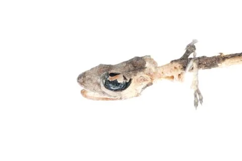 Dead gecko skull Stock Photos