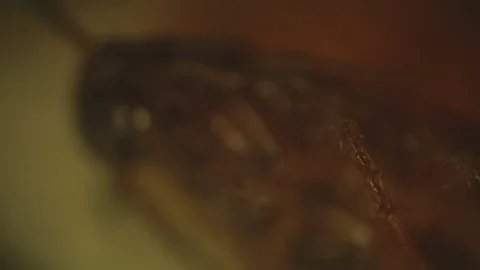 Dead german cockroach. High magnification macro video Stock Footage 91235463