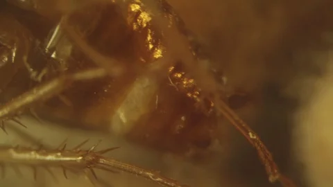 Dead German cockroach lying on colony of mold fungi. High magnification video Stock Footage 91235512