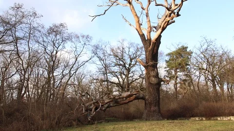 Dead german linden tree after the storm Stock Footage 123978747