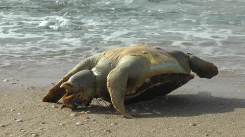 Dead giant sea turtle Stock Footage 36615874