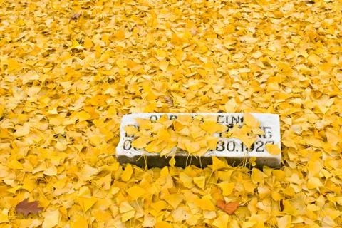 Dead Gingko Leaves Stock Photos