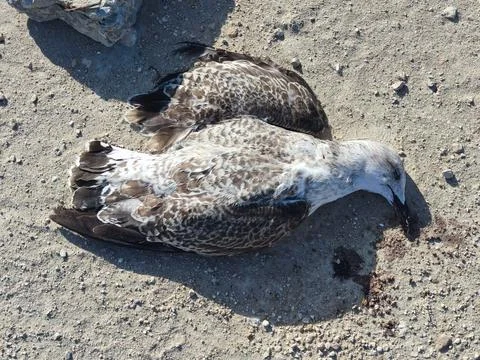 Dead Glarus chick on sand close up in sunlight Stock Photos