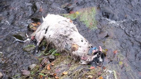 Dead goat sheep in river viewed from bridge after heavy rain storm Video stock 321018257