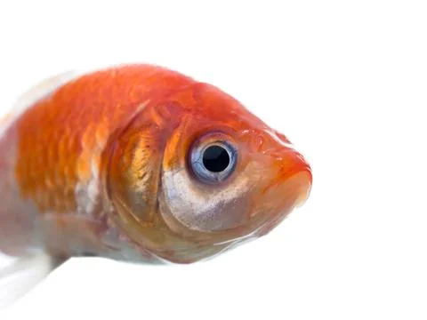 Dead gold fish macro side view Stock Photos