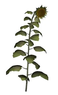 Dead golden sunflower - 3D render Stock Illustration