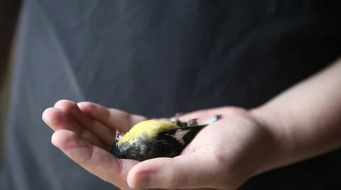 Dead goldfinch Stock Footage 1058006