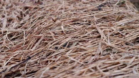 Dead grass of the nature background Stock Footage 235821379