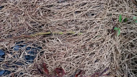 Dead grass of the nature background Stock Footage 235821390