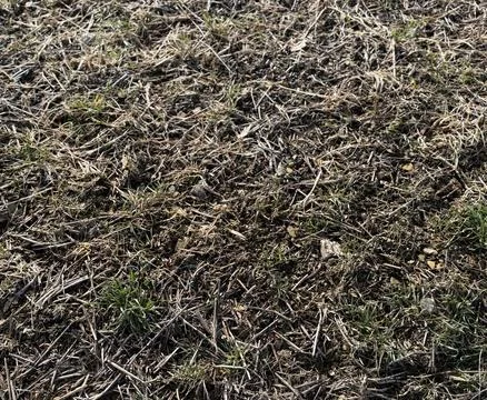 Dead grass of the nature background. a patch is caused by the destruction o.. 写真素材