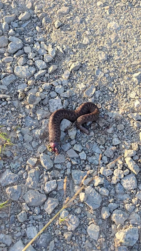 Dead grass snake without a head on a dirt trail likely left by a predator s.. Video stock 320164622