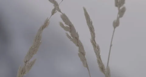 Dead grass swaying in the wind in slow motion on a blurry background Stock Footage 150491200
