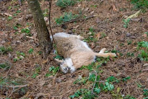 A dead gray hare lies under a tree. Death from hunger and cold in the forest. Foto stock