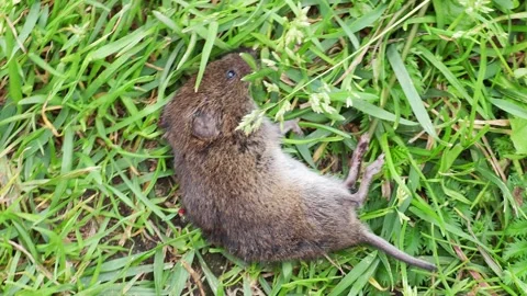 Dead gray mouse Stock Footage 300993255