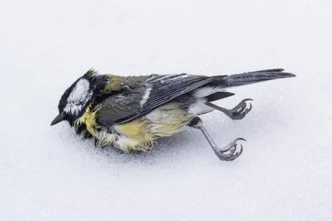 Dead great tit Stock Photos