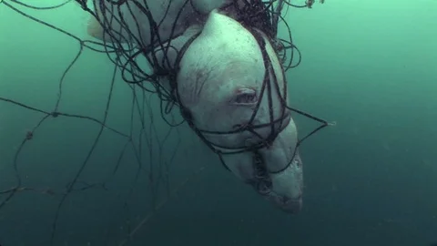 Dead great white shark caught in the fishing net in the deep sea water Stock Footage 109332028