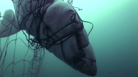 Dead great white shark caught in the fis, Stock Video