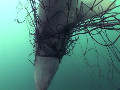 Dead great white shark stuck in the fishing net in the deep sea water Stock Footage 109331985