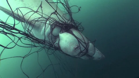 Dead great white shark stuck in the fishing net in the deep sea water Stock Footage