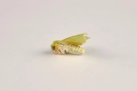 Dead green silver-lines moth (pseudoips prasinana) on a white background Stock Photos
