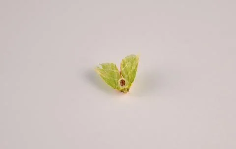 Dead green silver-lines moth (pseudoips prasinana) on a white background Stock Photos