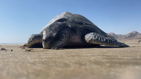 The dead Green turtles Stock Footage 260369920