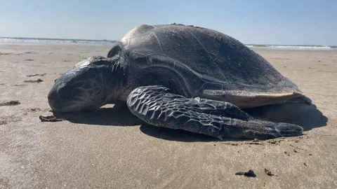 The dead Green turtles Stock Footage 260369976