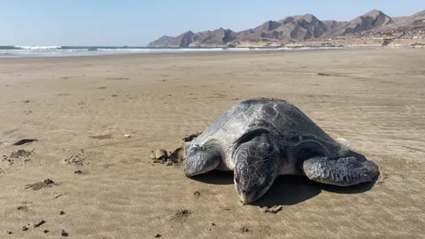 The dead Green turtles Stock Footage 260369979