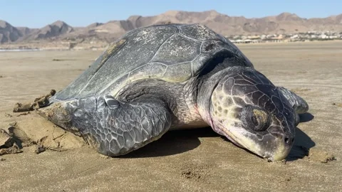 The dead Green turtles Video stock 260369983