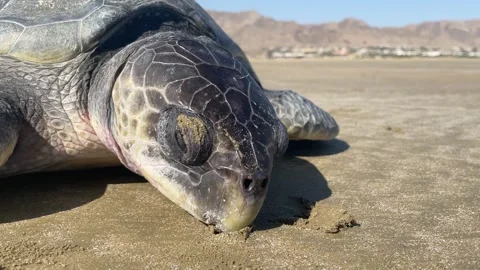 The dead Green turtles Stock Footage 260369989