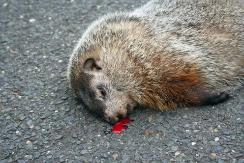 Dead groundhog Stock Photos