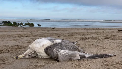 Dead gull closeup 動画素材 150784341
