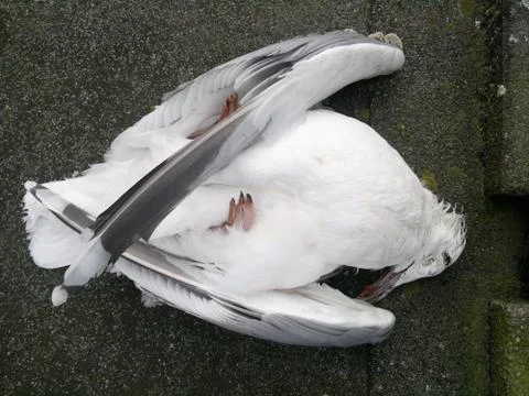 Dead gull Stock Photos