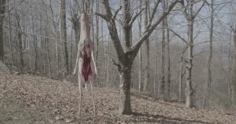 Dead Gutted Deer Stock Footage 195740128