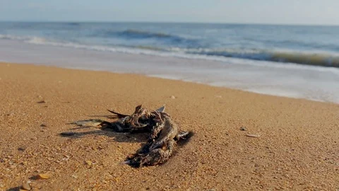 Dead gutted seagull on a sandy beach Stock Footage 105582201
