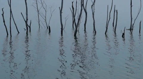 Dead half branches in a lake Stock Footage 35103278