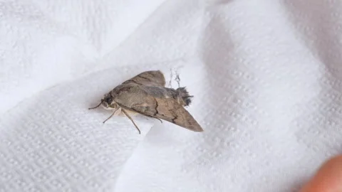 Dead hawk moth lying motionless on a white paper towel as a finger reaches .. Stock Footage 346799442