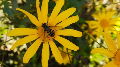 Dead Head Hoverfly on a Golden Shrub Daisy (Slow Motion) Stock Footage 122249260