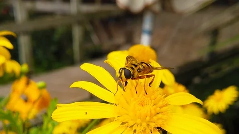 Dead Head Hoverfly on a Golden Shrub Daisy (Slow Motion) Stock Footage 122250224