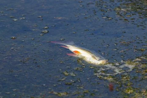Dead headless fish floats on the surface of a lake in Phang Nga Thailand Stock Photos