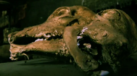 Dead Heads 動画素材 506167