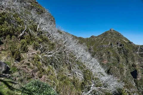 Dead heather trees Stock Photos