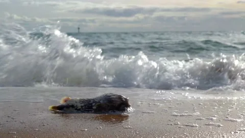 Dead hedgehog fish washed up on the seashore Stock Footage 196365870