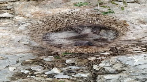 Dead Hedgehog 库存影片 130044467