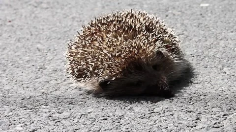 Dead Hedgehog Video stock 130943619